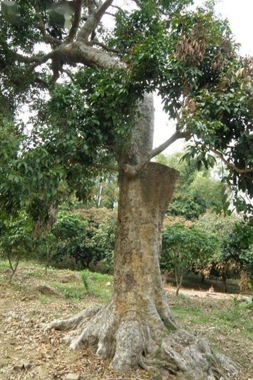 交趾黄檀：南方四大名木之一