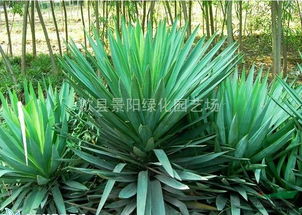 生长环境有啥不一样