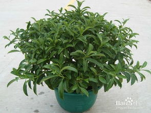 室内养绿植净化空气？这些植物你养过吗