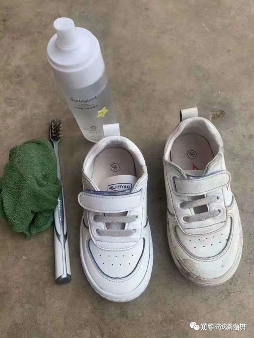 生物酶， 天然的蛋白质分解酶