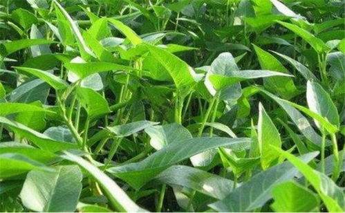 空心菜叶子发黄是缺肥还是病虫害引起的