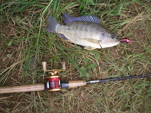 钓罗非鱼，硬竿还是软竿更胜一筹