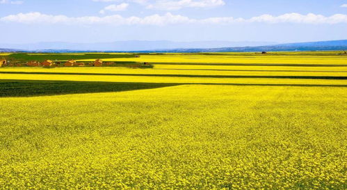 内蒙古的花朵世界：那些抗风沙的美丽使者