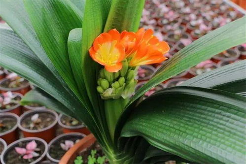 君子兰花期多久？这样养护让它年年开花