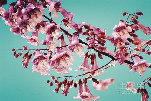 梧桐花语：双生梧桐