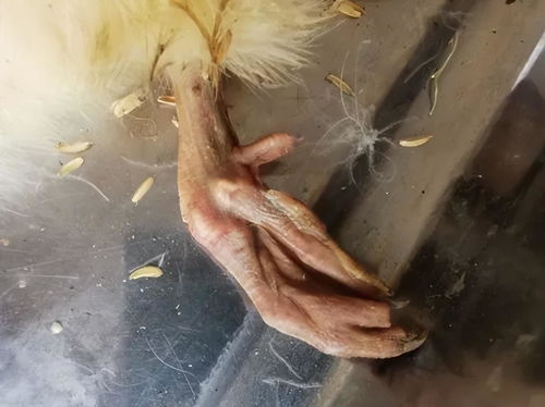 鹅腹膜炎症状明显，请问鹅得了腹膜炎应该喂食什么药物？