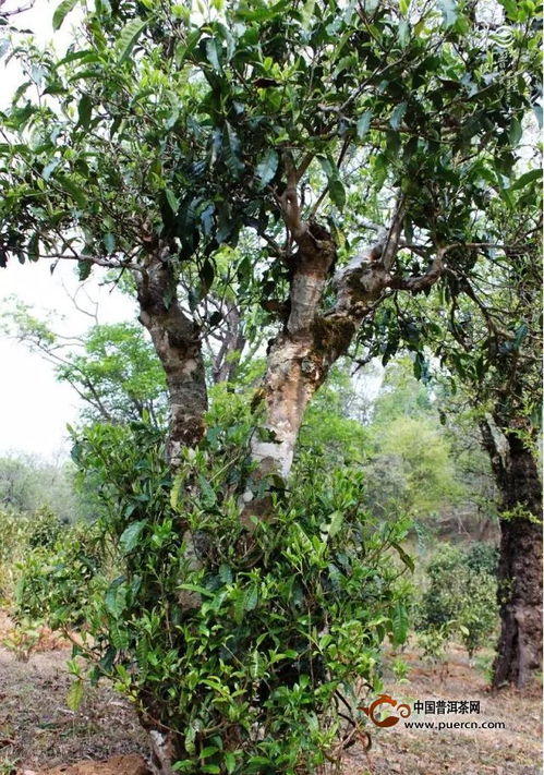 树木的种类和分布