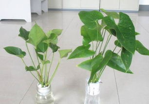 红掌水培如何科学施肥和调整光照，使其生长更茂盛且花朵更鲜艳