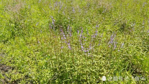 半枝莲：大自然的绿色瑰宝