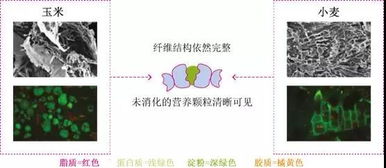 饲料中蛋白质、脂肪、纤维等成分如何影响猪的生长，如何合理配比以避免潜在害处？