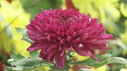 北京植物园：菊满梯田