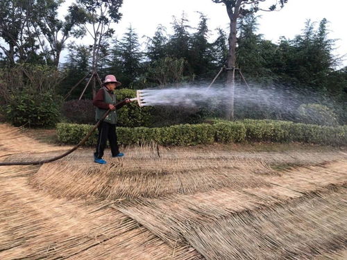 晨露型草种与夜雨型草种的差异应对