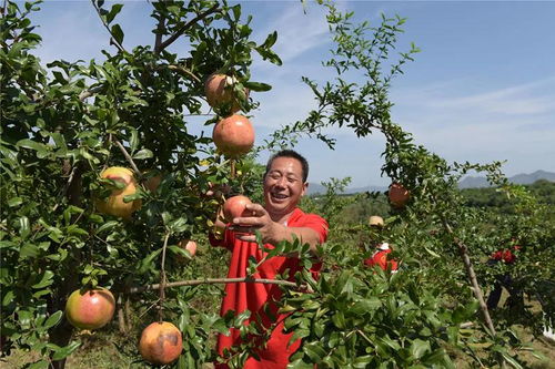 各方专家者阝认可，这石榴真不错！