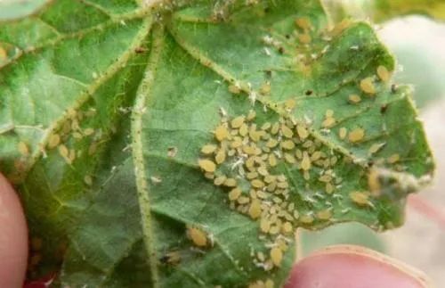 使用方法：简单易行