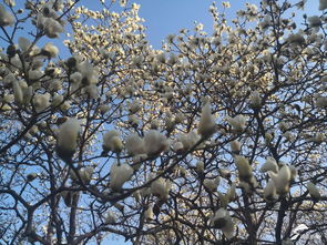 揭秘：玉兰树的落叶与开花周期，何时迎来最佳畜牧时机？