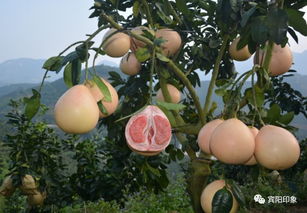 第三关：催芽要耐心