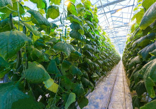 大棚黄瓜种植：农药的使用揭秘