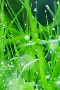 揭秘：12月开花的神奇草种