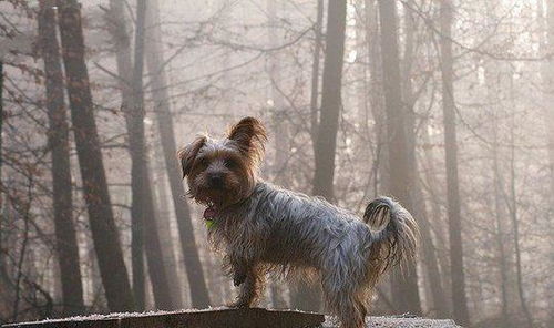 小狗如何在寒冷的冬季生存下来？