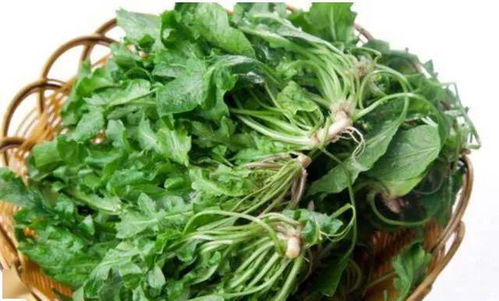 三、香菜