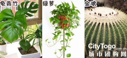 植物养护与空气净化