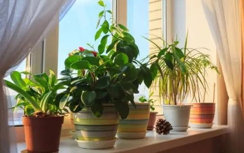 养不死的室内绿植大盘点：视觉图鉴与养护秘诀大公开！