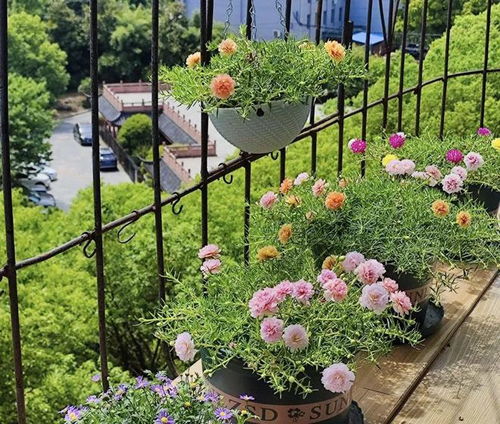 九月教室的绿色点缀：适合种植的花卉推荐