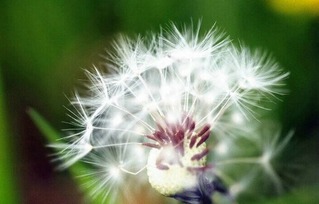 蒲公英煲汤，清热解毒