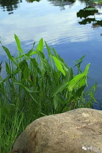 蝉鸣声声， 生态密码藏在其中