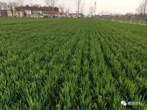 小麦成长记：多效唑的奇妙旅程