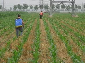 喷药温度，也有讲究