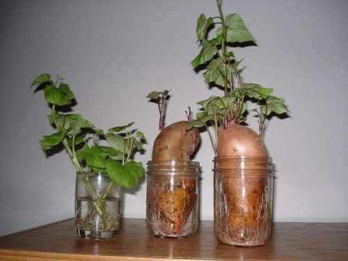 红薯冬天如何种植盆栽？适合哪些品种