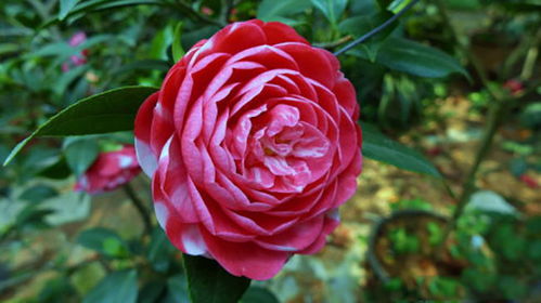 金茶花：东方魔茶的魅力