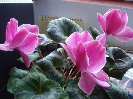 仙客来叶子发黄，是缺水还是病虫害
