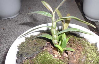 如何根据石斛栽培技术和方法，高效种植石斛并提高成活率