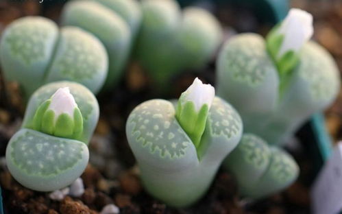 吡虫啉灌根需要注意什么？