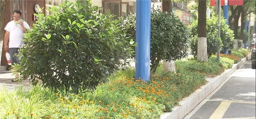 道路两旁的花卉，城市的隐形诗人