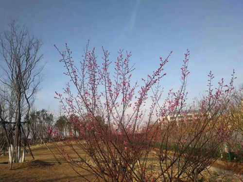 春季苗木栽植，宜早不宜迟的原因