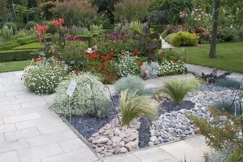 福禄考：耐高温和干旱的植物