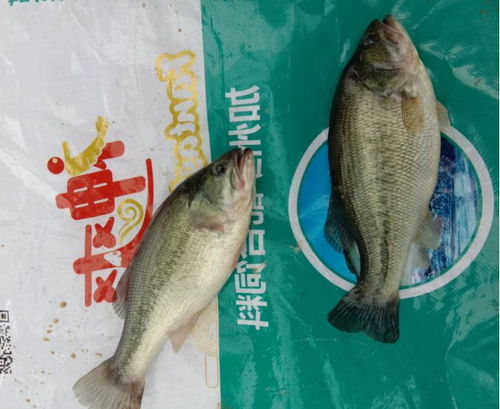 市面上那么多鲈鱼饲料品牌，哪个牌子的鲈鱼饲料最适合我的鱼儿？