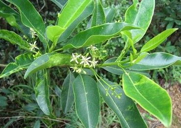 刺槐树的栽种秘诀