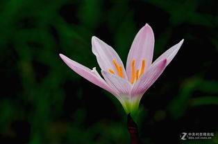 冬季葱兰平安过冬的小技巧