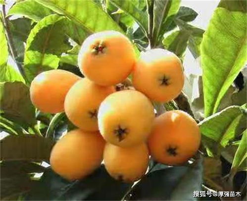 苯醚甲环唑：枇杷病害防控的“神奇武器”