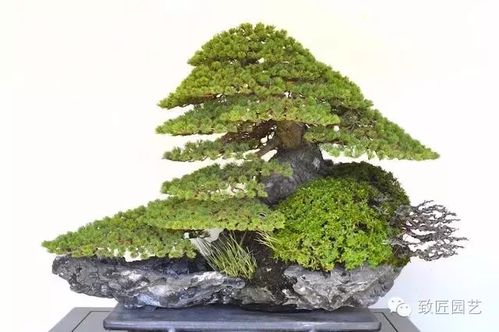 水杉老桩盆景如何养护才能保持其形态优美