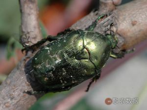 白星花金龟幼虫辨别， 公母的方法是观察腹部末端的黑色点