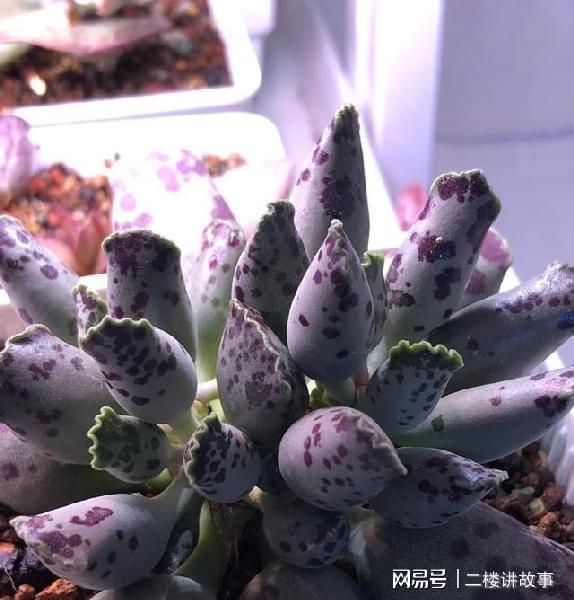 多肉移植，如何避免损伤根系