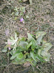 人工除草， 梗平安