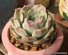 夏季植物缺水观察