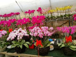 尧化门花卉市场开门时间揭秘