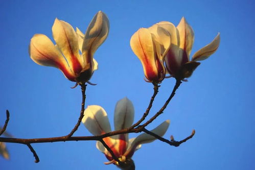 望春：二十四花信风， 春之使者